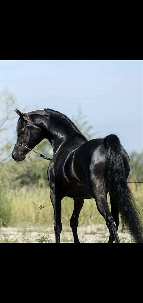 Stallion 9.